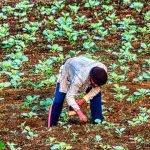 Climate services and subsidized fertilizer programmes must be synchronized